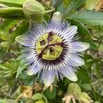 Passiflora caeruleaFlor