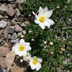 Dryas octopetalaFlor