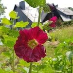 Alcea roseaBlomma