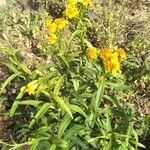 Tagetes lucida عادت داشتن