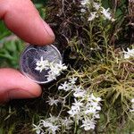 Phymatidium delicatulum Flower