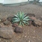 Agave vivipara 葉