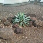 Agave vivipara Blad