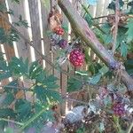 Rubus nemoralis Fruit