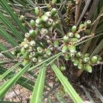 Syagrus werdermannii Fruto