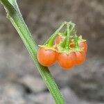 Solanum villosum Frucht