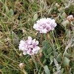 Armeria girardii പുഷ്പം