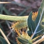 Xanthium spinosum Blomma