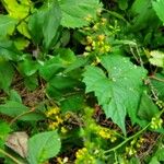 Solidago flexicaulis Folla