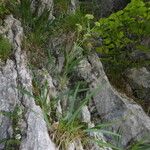 Bupleurum angulosum Hábito