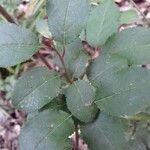 Betula nana Leaf