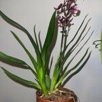 Dendrobium virotii पत्ता