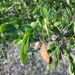 Dalbergia melanoxylon Лист