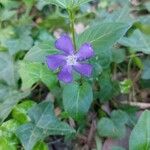 Vinca majorFlower