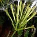 Inga sapindoides Otro