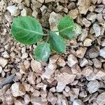 Brassica insularis Leaf