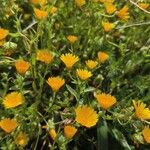 Calendula tripterocarpa Λουλούδι