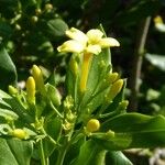 Chrysojasminum odoratissimum Kwiat