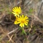 Senecio madagascariensis花