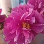 Paeonia × suffruticosaFlower