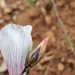 Linum tenuifolium Цветок