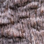 Eucalyptus jacksonii Bark