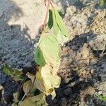 Amaranthus blitumFulla