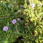 Cirsium arvenseFlor