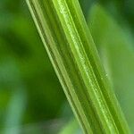 Rumex arifolius Bark