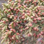 Juniperus monosperma عادت داشتن