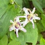 Tricyrtis affinis Virág