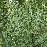 Podocarpus totara Liść