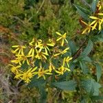 Senecio triangularis Fiore