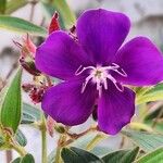 Pleroma urvilleanum Цветок