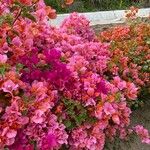 Bougainvillea glabra花