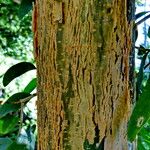 Erythrina americana 樹皮
