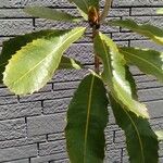 Banksia robur पत्ता