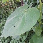 Croton macrostachyus Yaprak