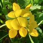 Lotus corniculatusFlor