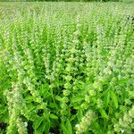 Ocimum basilicum Habit