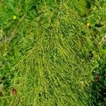 Equisetum sylvaticum 整株植物