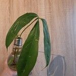 Philodendron tripartitum Yaprak