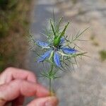 Nigella arvensis Flor