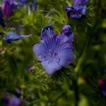 Echium plantagineum Flower