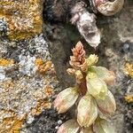 Umbilicus rupestris Vaisius