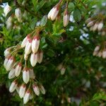 Vaccinium myrsinites Flower