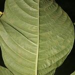 Palicourea berteroana Blad