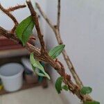 Microgramma vacciniifolia 葉