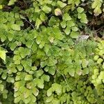 Adiantum capillus-venerisᱥᱟᱠᱟᱢ