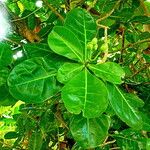 Barringtonia asiatica Leaf